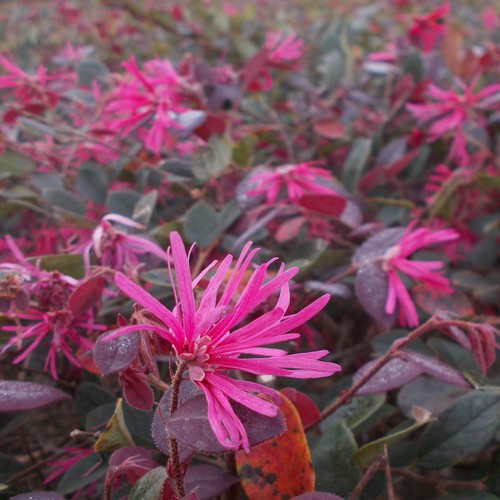 Pianta loropetalum chinense - loropetalum,