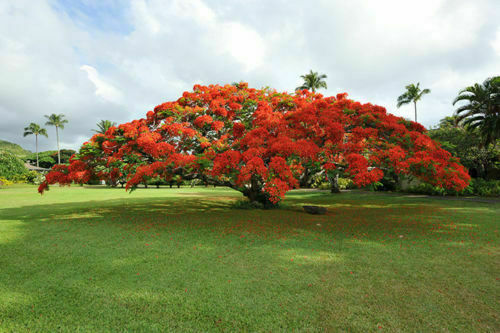 Delonix regia albero del - regia,